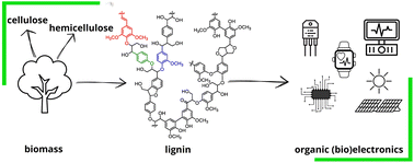 Graphical abstract: Green gold: prospects of lignin in organic electronics and bioelectronics