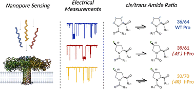 Graphical abstract: Single-molecule nanopore sensing of proline cis/trans amide isomers