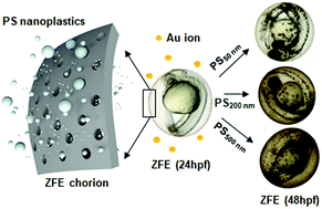 Bioaccumulation Of Polystyrene Nanoplastics And Their Effect On The