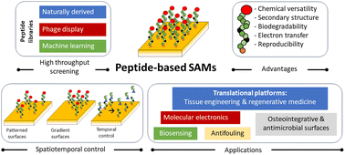 Peptide Based Self Assembled Monolayers Sams What Peptides Can Do