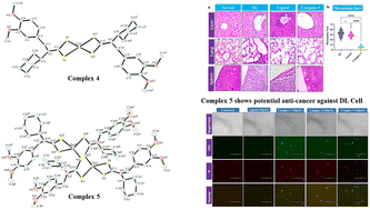 Antiproliferative Activity Of Fe Ii Co Ii Ni Ii Cu Ii And Zn Ii