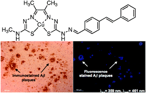 Graphical abstract: A copper radiopharmaceutical for diagnostic imaging of Alzheimer's disease: a bis(thiosemicarbazonato)copper(ii) complex that binds to amyloid-β plaques