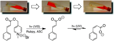 Graphical abstract: Application of PET deprotection for orthogonal photocontrol of aqueous solution viscosity