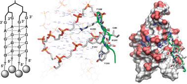 Graphical abstract: Tetra-end-linked oligonucleotides forming DNA G-quadruplexes : a new class of aptamers showing anti-HIV activity