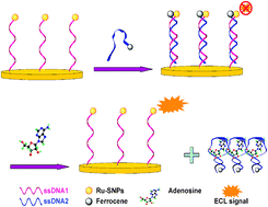 Graphical abstract: A sensitive aptasensor for adenosine based on the quenching of Ru(bpy)32+-doped silica nanoparticle ECL by ferrocene