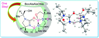 Graphical abstract: Multi-chelation approach towards natural product-like skeletons: one-pot access to a nitrogen-containing tetracyclic framework from AlaAla dipeptide
