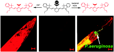 Graphical abstract: A near-infrared fluorescent sensor for detection ofcyanide in aqueous solution and its application for bioimaging