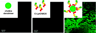 Graphical abstract: Choline dendrimers as generic scaffolds for the non-covalent synthesis of multivalent protein assemblies
