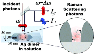 Graphical abstract: Polarization characteristics of surface-enhanced Raman scattering from a small number of molecules at the gap of a metal nano-dimer