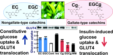 Graphical abstract: Tea catechins modulate the glucose transport system in 3T3-L1 adipocytes