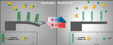 Graphical abstract: Nanomechanical actuation driven by light-induced DNA fuel