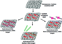 Graphical abstract: Nanoporous carbon as a sensing platform for DNA detection: The use of impedance spectroscopy for hairpin-DNA based assay