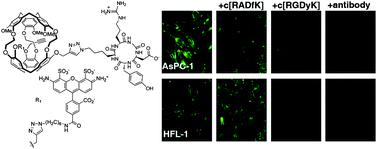Graphical abstract: Cell-compatible, integrin-targeted cryptophane-129XeNMR biosensors