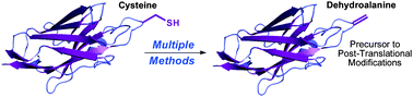 Graphical abstract: Methods for converting cysteine to dehydroalanine on peptides and proteins