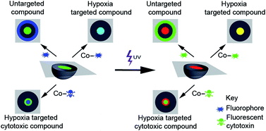 Graphical abstract: Visualising the hypoxia selectivity of cobalt(iii) prodrugs