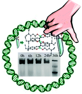 Graphical abstract: A zinc(ii) directed triple-stranded helicate incorporating a nine membered metallamacrocycle: supramolecular cylinders mimicking P1 nuclease