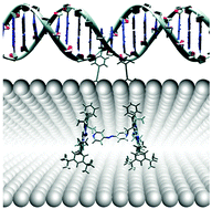 Graphical abstract: A bioinspired self assembled dimeric porphyrin pocket that binds electron accepting ligands