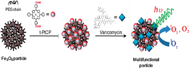 Graphical abstract: Photosensitizer and vancomycin-conjugated novel multifunctional magnetic particles as photoinactivation agents for selective killing of pathogenic bacteria