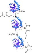 Graphical abstract: A simple and effective strategy for labeling cysteine sulfenic acid in proteins by utilization of β-ketoesters as cleavable probes