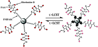 Graphical abstract: Thermoresponsive silver/polymer nanohybrids with switchable metal enhanced fluorescence