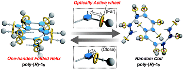 Graphical abstract: Reversible helix–random coil transition of poly(m-phenylenediethynylene) by a rotaxane switch