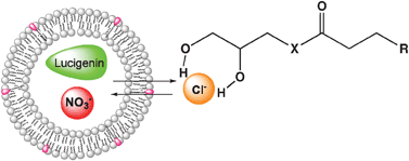Graphical abstract: Monoacylglycerols as transmembrane Cl− anion transporters