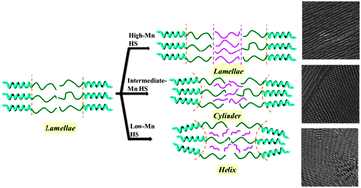 Graphical abstract: Helical phase from blending of chiral block copolymer and homopolymer