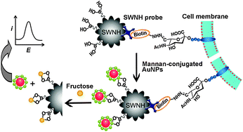 Graphical abstract: In situ electrochemical assay of cell surface sialic acids featuring highly efficient chemoselective recognition and a dual-functionalized nanohorn probe
