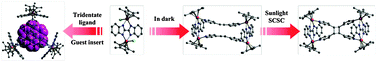 Graphical abstract: Sunlight induced cycloaddition and host–guest property of self-assembled organometallic macrocycles based on a versatile building block
