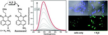 Graphical abstract: Selective turn-on fluorescent probes for imaging hydrogen sulfide in living cells