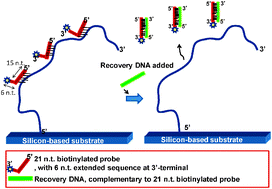 Graphical abstract: Functionalization, re-functionalization and rejuvenation of ssDNA nanotemplates