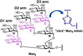 Graphical abstract: Design and synthesis of a “click” high-mannose oligosaccharide mimic emulating Man8 binding affinity towards Con A