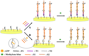 Graphical abstract: An ultrasensitive electrochemical DNA sensor based on the ssDNA-assisted cascade of hybridization reaction