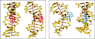Graphical abstract: Enantiospecific kinking of DNA by a partially intercalating metal complex