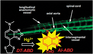 Graphical abstract: A new “turn-on” chemodosimeter for Hg2+: ICT fluorophore formation via Hg2+-induced carbaldehyde recovery from 1,3-dithiane