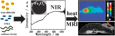Graphical abstract: Innovative ligand-assisted synthesis of NIR-activated iron oxide for cancer theranostics