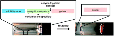 Graphical abstract: A general method for detecting protease activity via gelation and its application to artificial clotting