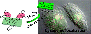 Graphical abstract: A fluorescence turn-on H2O2 probe exhibits lysosome-localized fluorescence signals