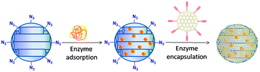 Graphical abstract: Encapsulation of enzyme in large mesoporous material with small mesoporous windows