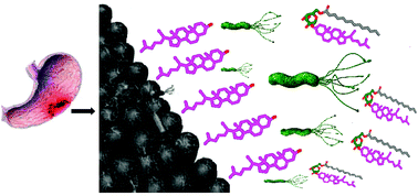 Graphical abstract: Chemoenzymatic synthesis of cholesteryl-6-O-tetradecanoyl-α-d-glucopyranoside: a product of host cholesterol efflux promoted by Helicobacter pylori
