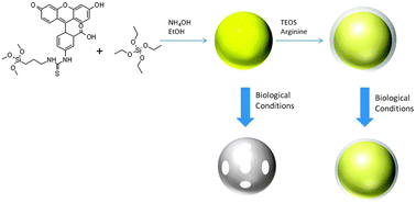 Graphical abstract: Stabilising fluorescent silica nanoparticles against dissolution effects for biological studies