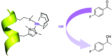 Graphical abstract: A chelating tetrapeptide rhodium complex comprised of a histidylidene residue: biochemical tailoring of an NHC-Rh hydrosilylation catalyst