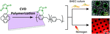 Graphical abstract: Vapor-based synthesis of maleimide-functionalized coating for biointerface engineering