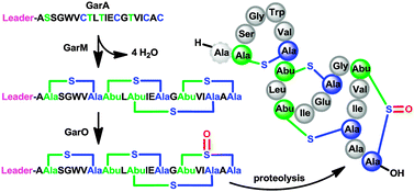 Graphical abstract: Heterologous production of the lantibiotic Ala(0)actagardine in Escherichia coli