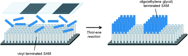 Graphical abstract: A facile and versatile approach to design self-assembled monolayers on glass using thiol–ene chemistry