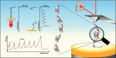 Graphical abstract: Single molecule force spectroscopy using polyproteins