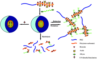 Graphical abstract: Reductively and hydrolytically dual degradable nanoparticles by “click” crosslinking of a multifunctional diblock copolymer