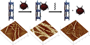Graphical abstract: Stimuli-responsive organization of block copolymers on DNA nanotubes