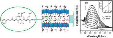 Graphical abstract: Peptide-intercalated layered metal hydroxides: effect of peptide chain length and side chain functionality on structural, optical and magnetic properties