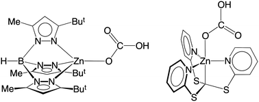Graphical abstract: Structural characterization of zinc bicarbonate compounds relevant to the mechanism of action of carbonic anhydrase